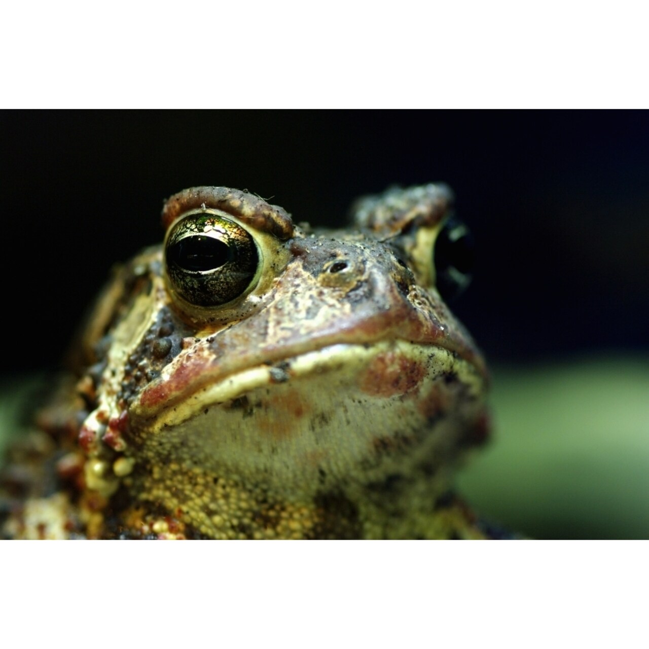 American Toad Bufo Americanus Americanus Ecomuseum Steannedebellevue Quebec Canada Poster Print